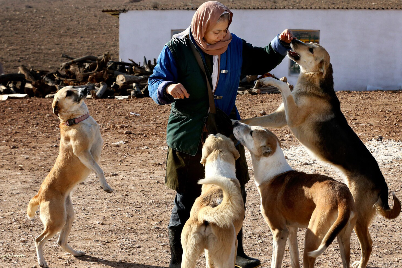 A Farmer and her dogs in the Medeast of the Islamic Republic of Iran.