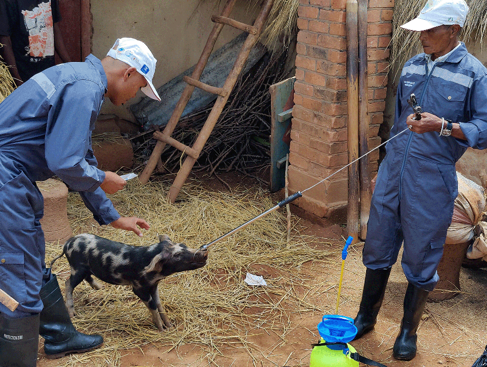 A one health approach to Integrate interventions-8 A pig getting treated during a one health approach to Integrate interventions to control of schistosomiasis and Taenia solium